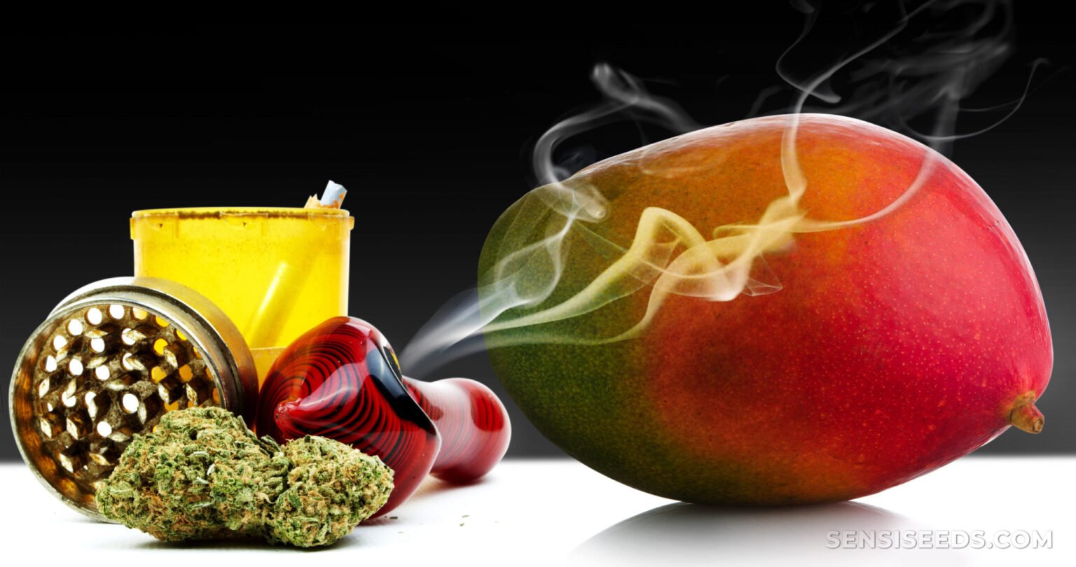 5-food-items-that-increase-or-boost-your-weed-high-welcome-marijuana