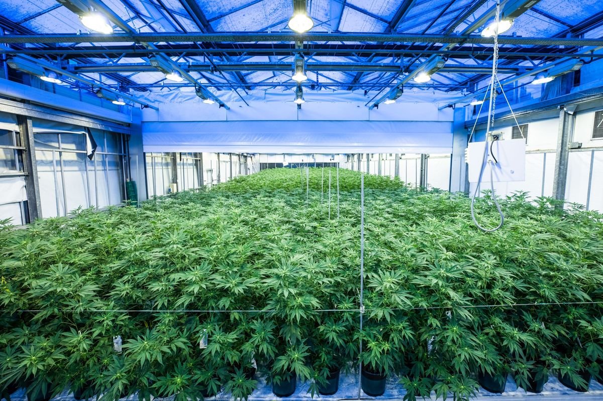 Best Marijuana Growing Supplies To Grow Your Business In 2023