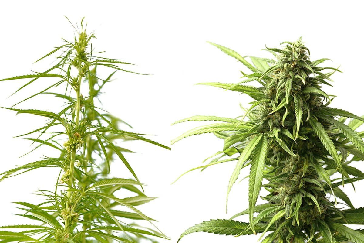 Marijuana Buds Vs Marijuana Flower- What Is The Difference