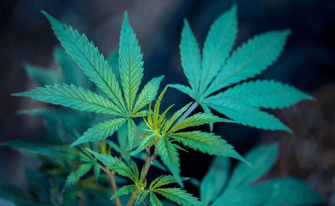How Do You Know If It's A Marijuana Leaf And Plant?