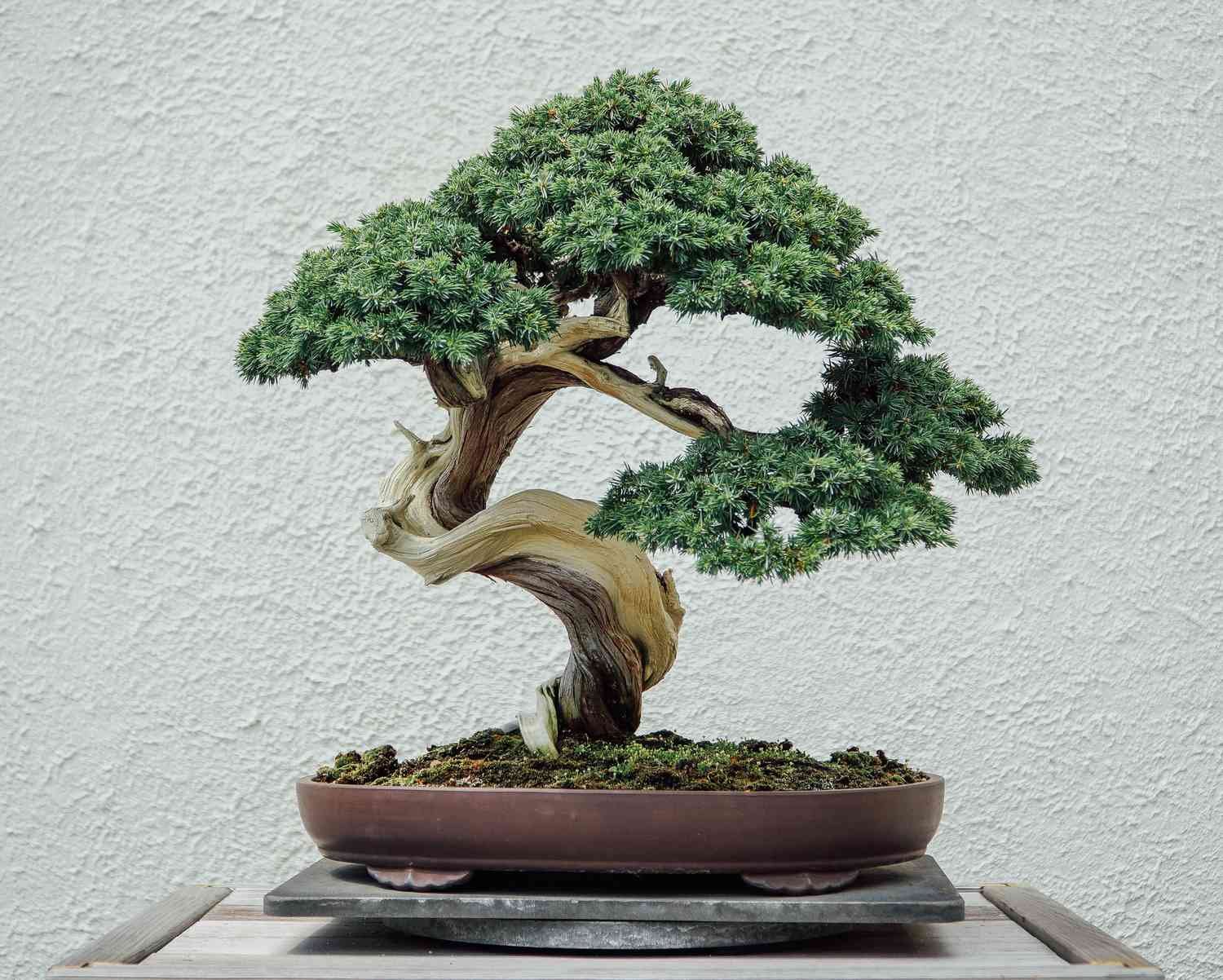 What Happens if you let a Bonsai Tree Grow?