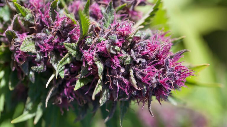 Purple Kush vs Pink Kush Marijuna Strains Comparison