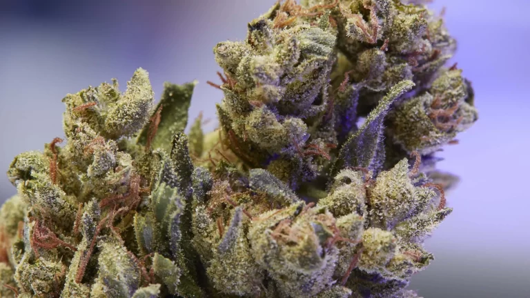 Sour Diesel vs OG Kush Marijuana Strains Comparison