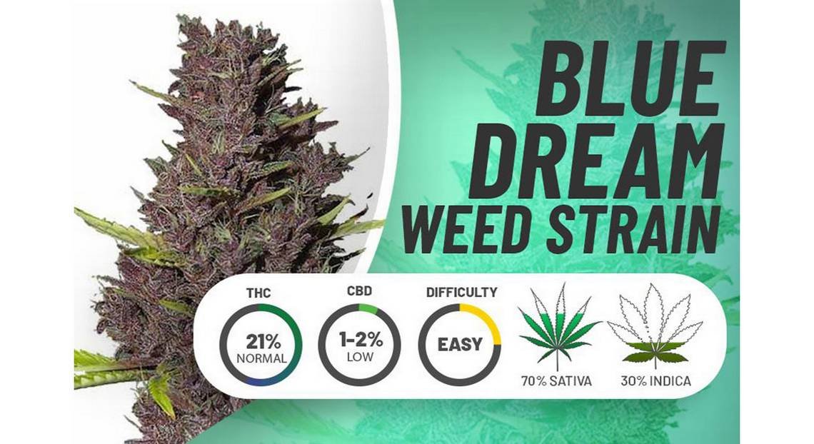 Blue Dream strain information effects, uses and reviews