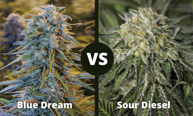 Blue dream vs Sour diesel strain