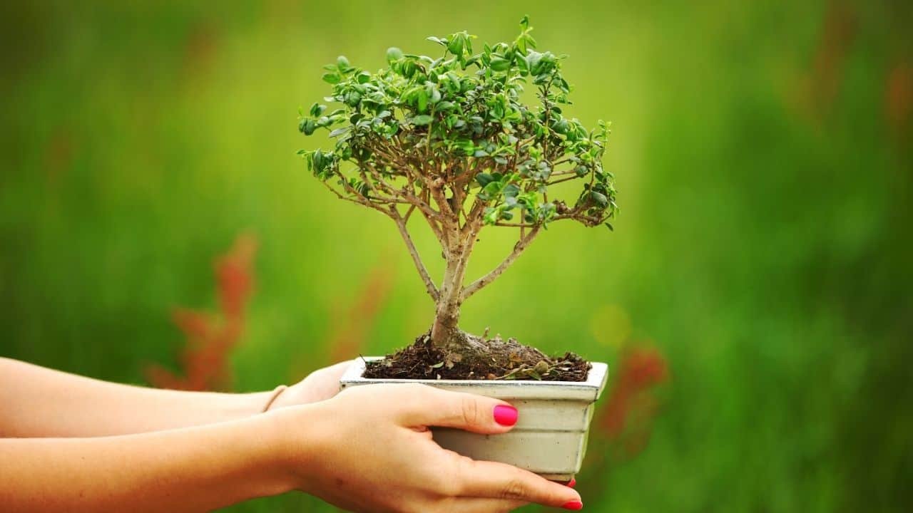 How Long does it take to Grow a Bonsai Tree from Seed