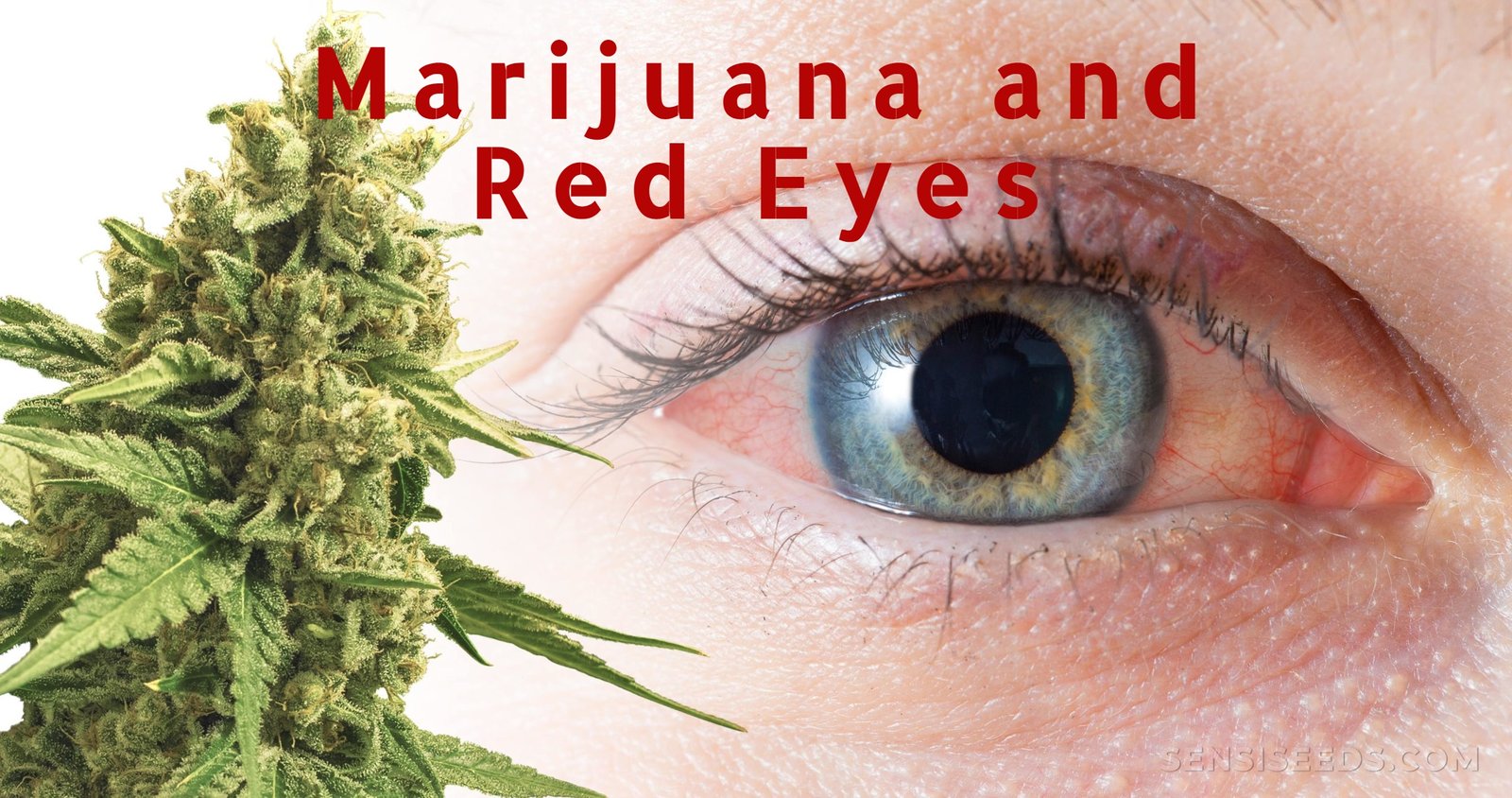 Why does marijuana make your eyes red?