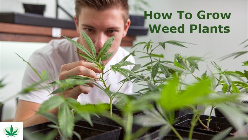 Weed Plants: How to Grow Weed Plants