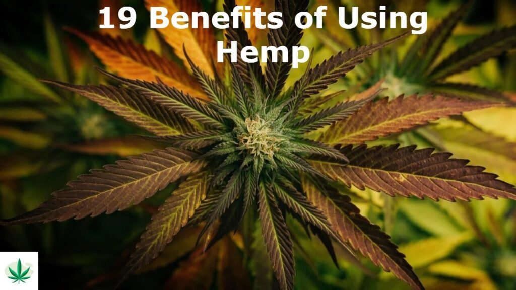 19 Benefits of Using Hemp