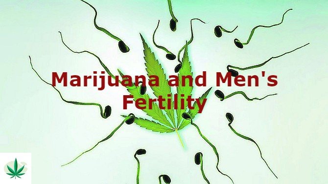 Marijuana and Men's Fertility