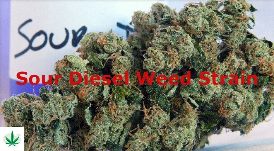 Sour Diesel Weed Strain
