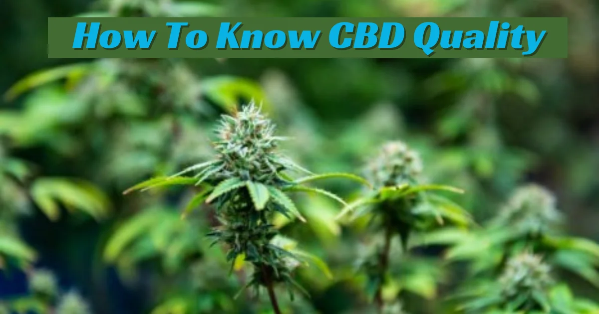 How To Know CBD Quality