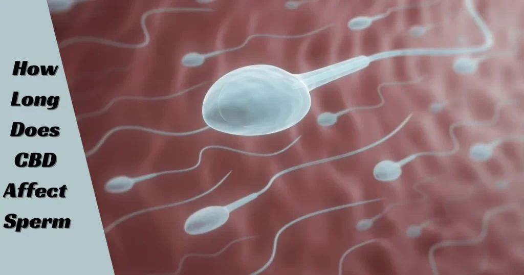 How Long Does CBD affect sperm