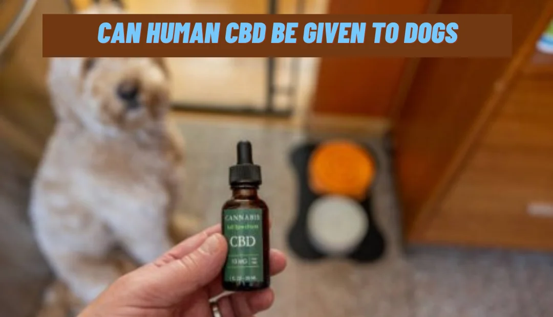 Can Human CBD Be Given To Dogs?